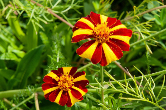 100 Seeds French Marigold Court Jester Harlequin - Tall, Non-GMO, Beneficial Pollinator Plant, Vibrant Blooms, for Gardens & Landscapes