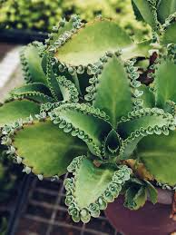 100 Aranto Alligator Plants - Mother of Thousands Succulent - 1-3” Rooted Plants, Easy to Grow, Perfect for Succulent Gardens