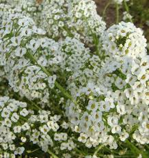 1000 Seeds Alyssum Snow Cloth White Ground Cover, Deer & Drought Resistant, Non-GMO, Sweet Alyssum, Low Maintenance