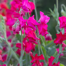Judith Wilkinson Sweet Pea Seeds – 50+ Bright Pink Blooms – Climbing Flower Vine for Bouquets, Trellises & Cottage Gardens – USA