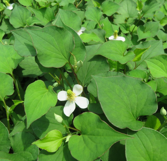 20 Live Bare Root Fish Mint Plants | Houttuynia Cordata | Asian Herb Diếp Cá | Medicinal & Edible | Fast-Growing