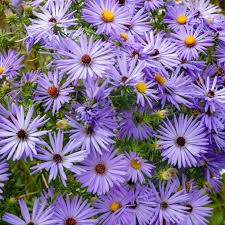 200 Aster AROMATIC Blue Purple Perennial Seeds, Heirloom, Fall Blooms, Non-GMO, Fragrant, Hardy, Garden Flowers