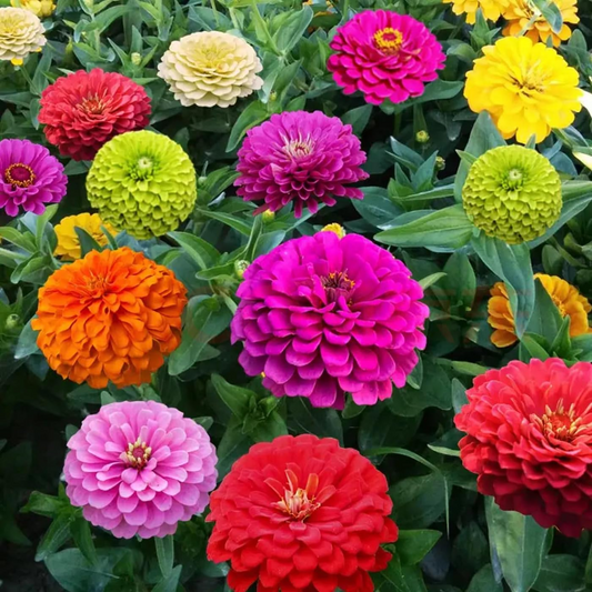 200 Seeds Zinnia Carousel Mix, Heirloom, Non-GMO, Large 4" Blooms, Vibrant Carnival Colors, Perfect for Gardens & Cut Flowers
