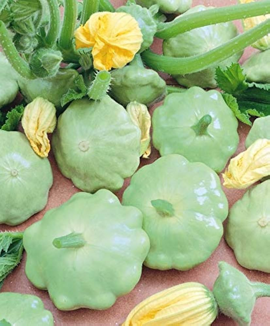 30 Benning’s Green Tint Squash Seeds – Heirloom, Non-GMO, High-Yield Patty Pan