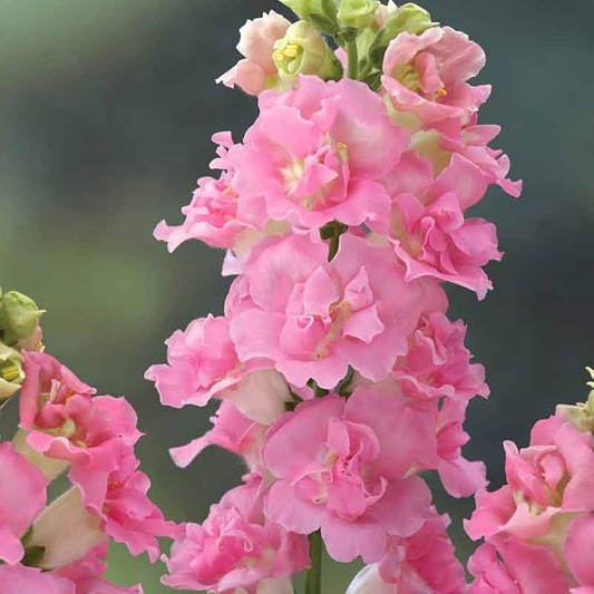 Antirrhinum majus Rocket Pink Snapdragon Seeds – 1000+ Vibrant Pink Blooms for Garden & Cut Flowers