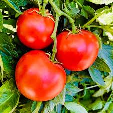100 mg Seeds Tomato Super Sioux – Solanum lycopersicum | Heat-Tolerant Tomato Variety for Planting & Home Gardening