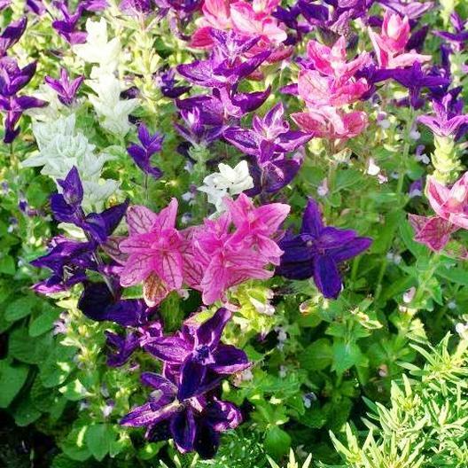 200 Clary Sage Tricolor Mix Seeds, Painted Sage, Native Wildflower, Non-GMO, Vibrant Garden Blooms, Pollinator-Friendly