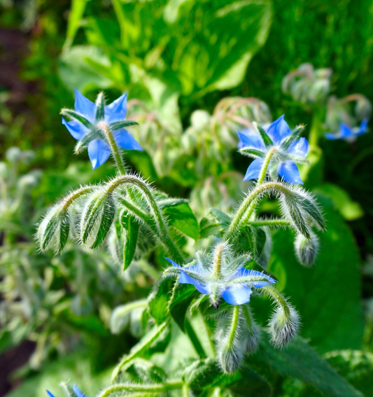 Borage Seeds | 100 Seeds | Heirloom - Non-GMO | Cucumber-Flavored Herb | Edible Blue Flowers | USDA Zones 3-10 |
