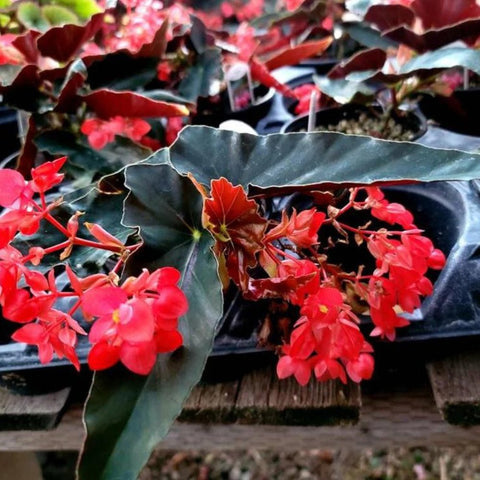 Angel Wing Begonia - Torch Red | Tropical Houseplant in 4" Pot | Vibrant Indoor Plant | Easy Care Live Plant for Home or Office