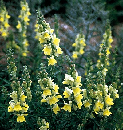 1000+ Orleans Early Lemon Yellow Snapdragon Seeds | Vibrant & Non-GMO