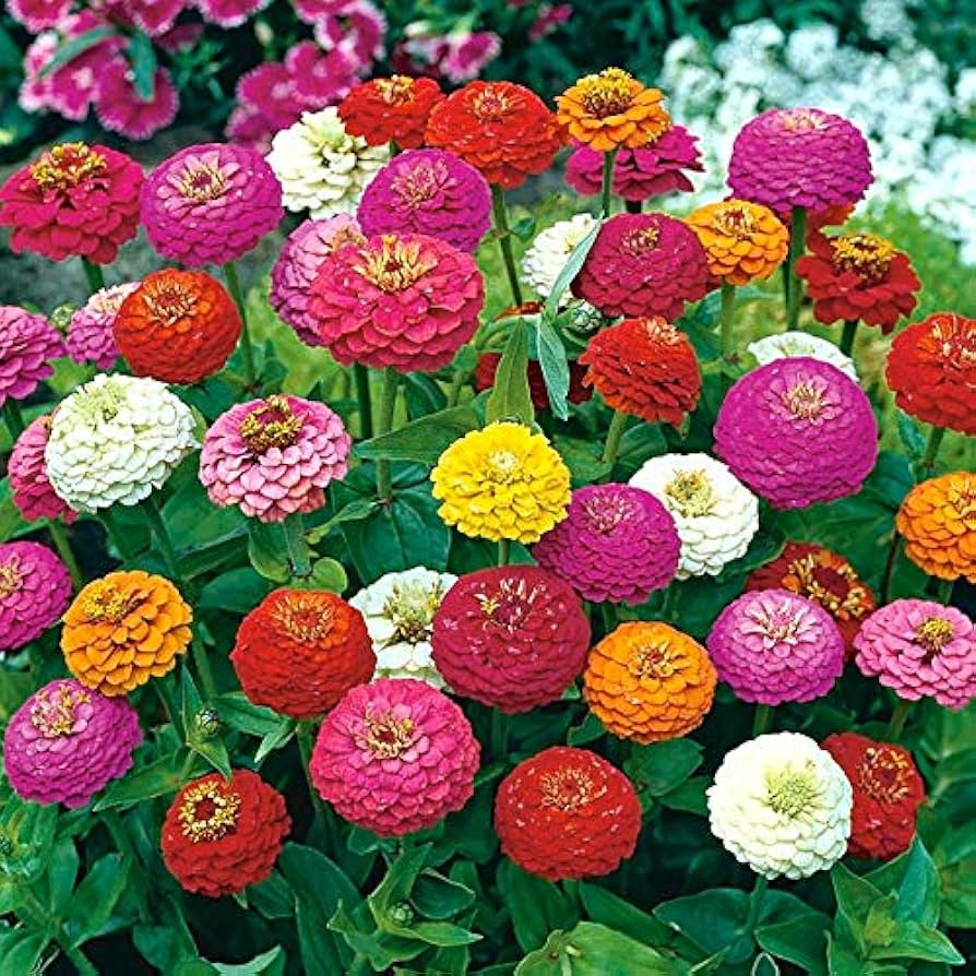 200 Seeds Zinnia Lilliput Mix Elegans Heirloom Non-GMO Mixed Colors, Pollinator-Friendly, Compact Blooms, Easy to Grow, Garden Flowers