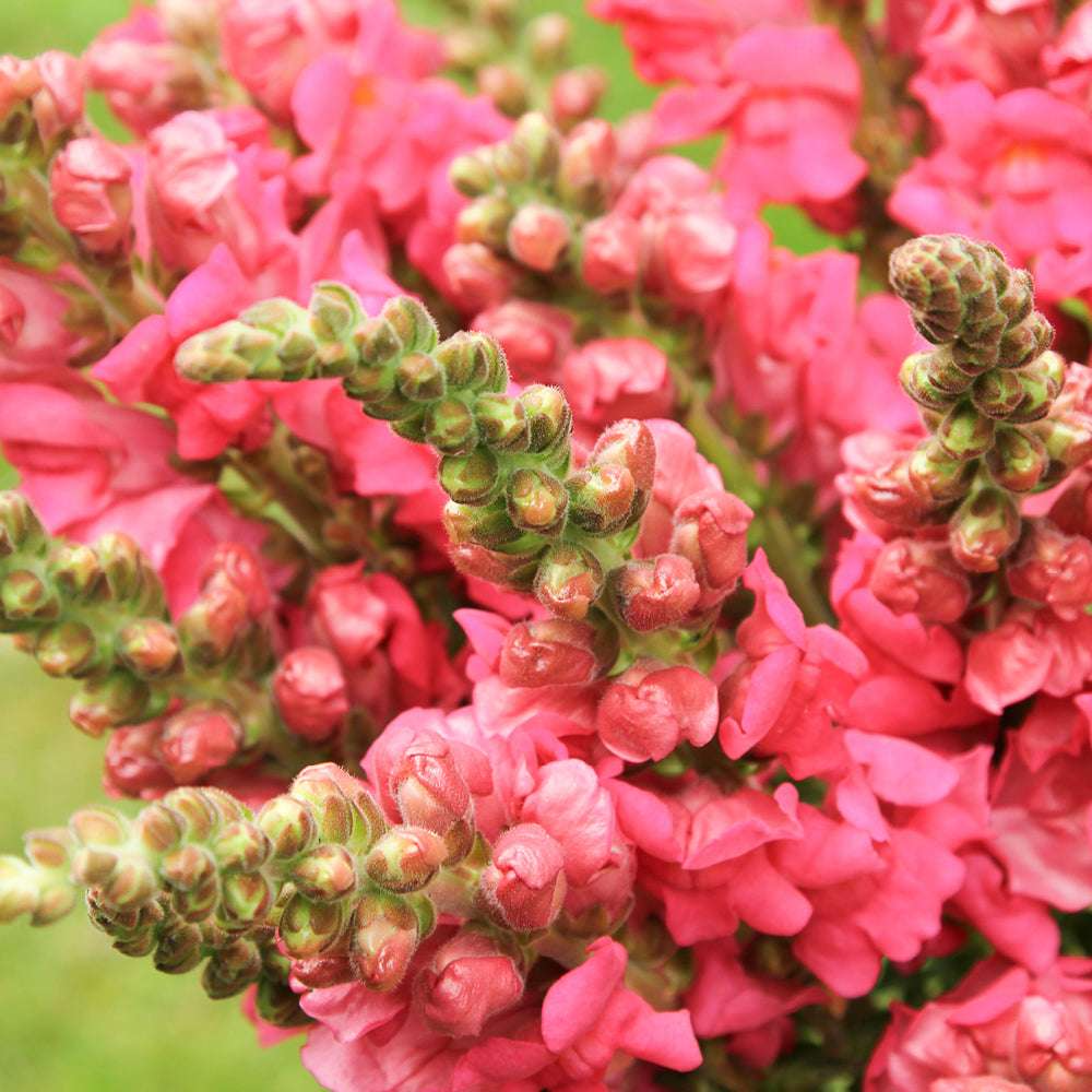 Antirrhinum majus Potomac Appleblossom Snapdragon Seeds – 1000+ Soft Pink & White Blooms for Garden and Bouquets