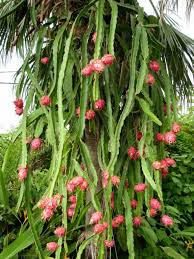 2 Red Dragon Fruit Cuttings - Pink Skin, Red Flesh - Fresh Cuttings 6-8 Inches, Ready to Plant