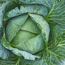 1g Cabbage Early Jersey Wakefield Seeds Brassica oleracea | Heirloom | Sweet, Crisp & Pointed Heads for Home Gardening