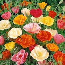 1000 Seeds California Poppy ‘Mission Bells Mix’ – Eschscholzia californica – Non-GMO Wildflower Blend – Brilliant Meadow Colors