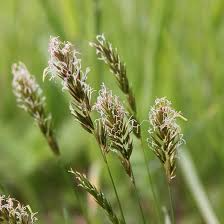 300 Sweet Vernal Grass Seeds – Vanilla Herb (Anthoxanthum odoratum), Fragrant, Perennial Herb, Easy to Grow, Aromatic Lawn or Garden Plant