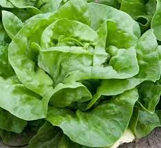 500 Seeds White Boston Lettuce (Lactuca sativa) – Crisp Butterhead Variety with Tender, Mild-Flavored Leaves
