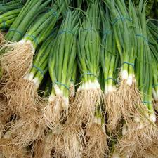 1g Onion-Bunching Tokyo Long White Seeds Allium fistulosum | Heirloom, Non-GMO, Mild Flavor, Easy to Grow, High Yield, Scallion Variety