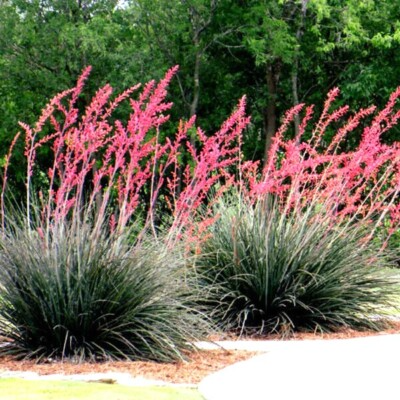 25 Red Yucca Seeds (Hesperaloe parviflora) - Drought Tolerant, 5ft Flower Spikes, Hummingbird & Butterfly Attracting