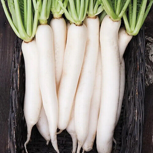 Miyashige Daikon Radish Seeds | Heirloom Japanese Radish | 12-18” Long | Mild & Crisp | 50 Days |