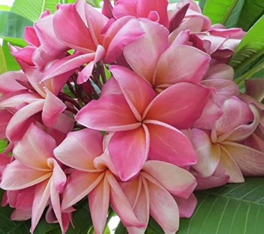 1 Pink Plumeria Unrooted Cutting - Fresh Starter Cutting, Single Head, 10 Inches - Tropical Plant with Fragrant Pink Flowers Plumeria Rubra