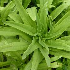 Asparagus Lettuce New Yu Mai Seeds – 500mg for Planting, Unique Asian Green, Crisp Stems & Tender Leaves, Fast Growing, Garden - Container