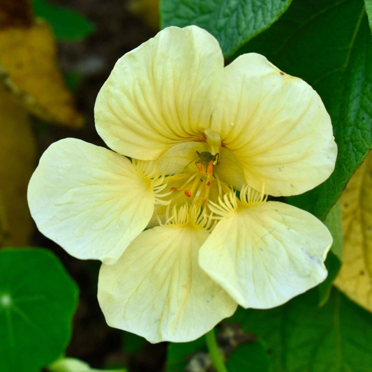 10 Nasturtium Moonlight Seeds, Creamy White Edible Flowers, Heirloom, Non-GMO, Beautiful Garden & Salad Flowers, Organic Healthy