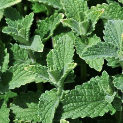 500 Catnip Seeds - Perennial Herb (Nepeta cataria), Non-GMO, Cat Lovers, Happy Kitty, Aromatic, Indoor/Outdoor Growing