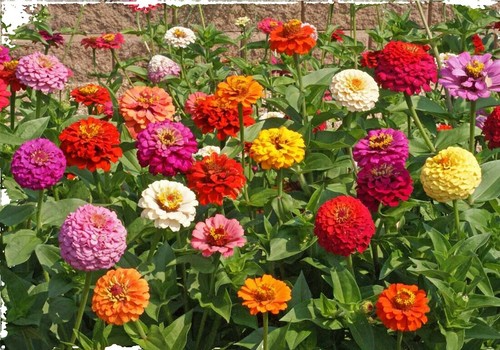 100 Seeds Zinnia SUPER CACTUS Giant Mix, Non-GMO, Huge Blooms, Butterflies, Vibrant Garden Flowers, Easy to Grow, Annual Flowers