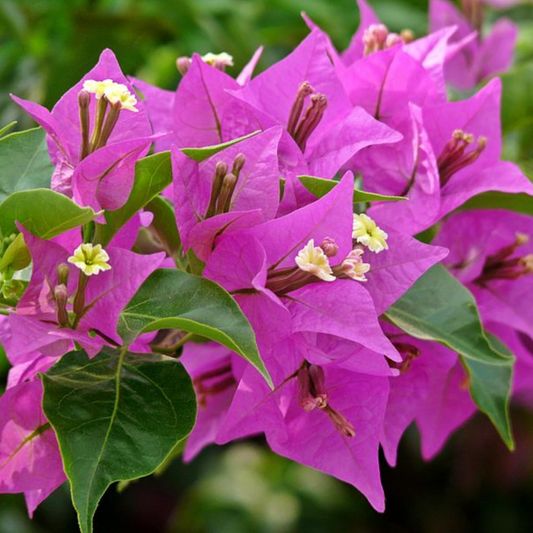 Purple Bougainvillea Starter Plant - Paper Flower, 5-7 Inches Tall - Vibrant Tropical Blooms for Gardens, Trellises & Landscaping