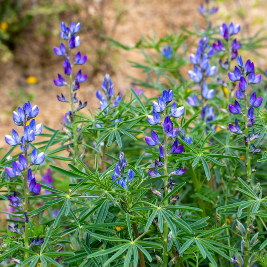 Lupinus angustifolius Blue Annual Lupine Seeds – 25+ Vibrant Wildflowers for Pollinators & Gardens