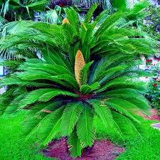 5 King Sago Palm Seeds (Cycas Revoluta) - Hardy Tropical Cycad, Slow-Growing Palm, 10-15 Ft Mature Height