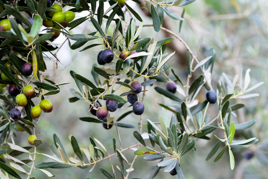 10 Canino Olive Tree Seeds (Olea europaea) – Mediterranean Edible Fruit, Heirloom Variety