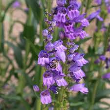 100 mg Seeds Penstemon Humilis (Low Beardtongue) for Planting | Hardy Perennial Wildflower for Rock Gardens and Pollinator Habitats