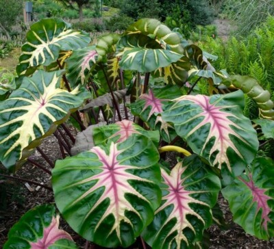 Waikiki Elephant Ear Starter Plant - Rare Colocasia Esculenta - Live, Healthy, Rooted, Shipped in Pot