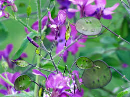 100 Money Plant Seeds – Lunaria annua | Violet Blooms + Silver | Non-GMO | Honesty Plant for Dried Flower Arrangements