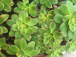 2 Aeonium Kiwi Succulent Cuttings - 3-5” Wide, Multi-Colored Rosettes, Easy to Grow, Perfect for Succulent Gardens