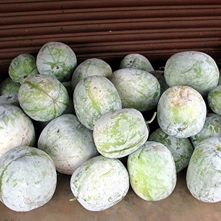 10 Seeds Wax Gourd Wintermelon Benincasa hispida | Heirloom Variety, Mild Flavor, Ideal for Soups & Curries