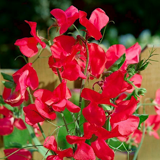 50+ Monaco Sweet Pea Seeds – Deep Red Fragrant Blooms for Garden Planting, Climbing Vines for Trellises & Bouquets – USA
