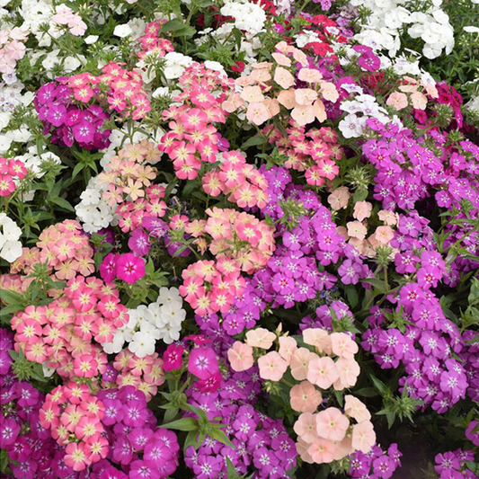 200 Phlox Dwarf Mix Seeds - Heirloom Non-GMO Spring Blooms, 12" Tall, Rock Gardens, Perennial, Phlox drummondii, Garden Flower