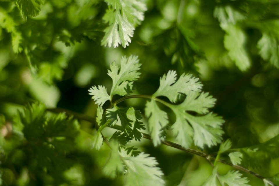 Leisure Cilantro Seeds | Heirloom - Non-GMO | 125 Seeds | Slow to Bolt | Culinary Herb | USDA Zones 3-9 |