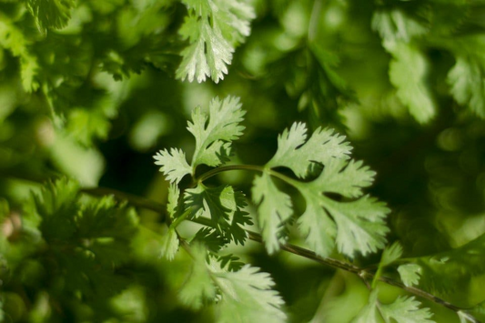 Leisure Cilantro Seeds | Heirloom - Non-GMO | 125 Seeds | Slow to Bolt | Culinary Herb | USDA Zones 3-9 |