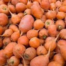 1000+ Oxheart Carrot Seeds – Heirloom, Short & Thick, Sweet and Tender