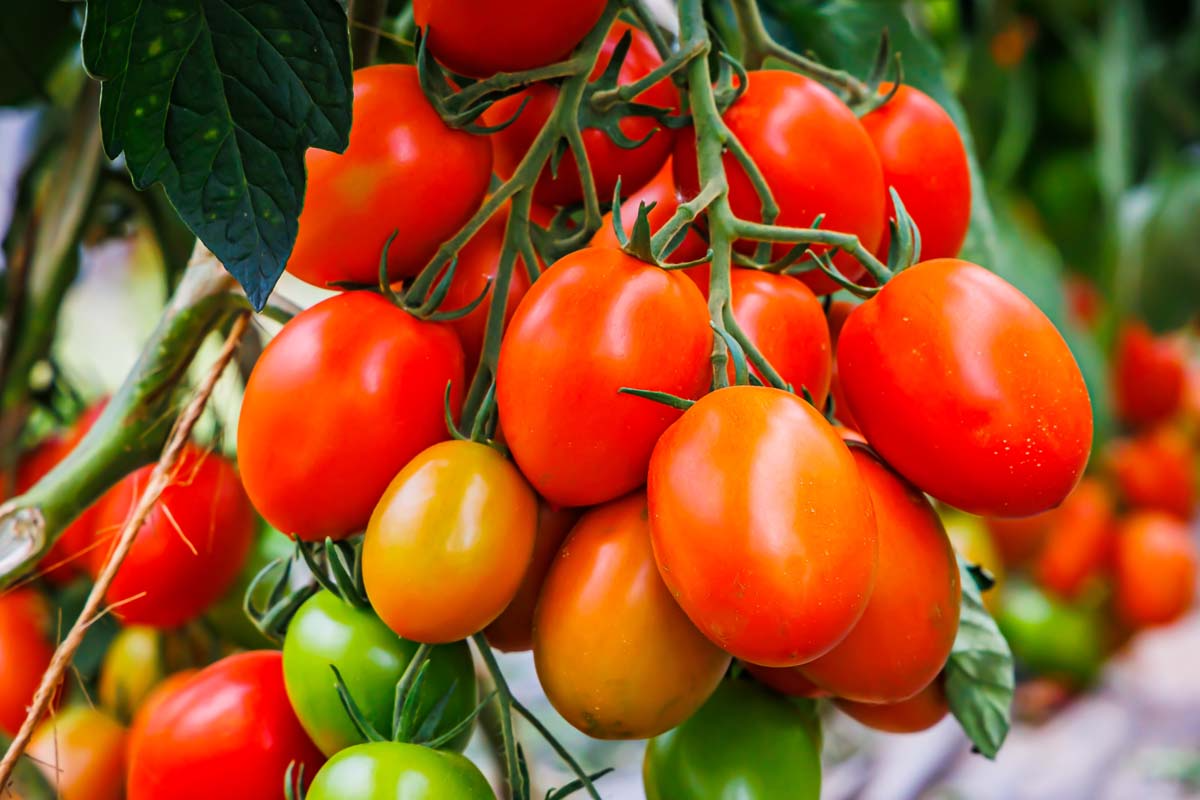 50 Seeds Tomato Roma (Solanum lycopersicum) – Classic Heirloom Plum Tomato for Sauces, Soups, and Canning
