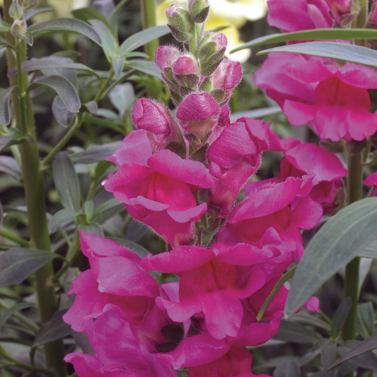 Antirrhinum majus Liberty Lavender Snapdragon Seeds – 1000+ Soft Purple Blooms for Garden & Cut Flowers