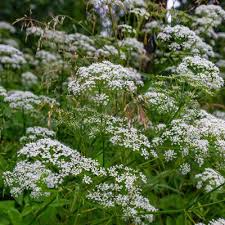 200 Seeds Anise, Pimpinella Anisum, Aromatic Herb for Culinary and Garden Use