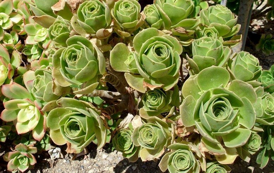 Aeonium Balsamiferum 4" Cutting | Unrooted Succulent Plant | Easy to Grow | Unique Broccoli-Like Shape |
