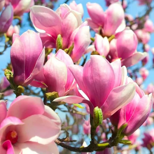 Saucer Magnolia Starter Plant | 6-12 Inch Dormant Sapling | Bare Root Flowering Tree or Shrub | Pink-White Spring Blooms | Zones 4-9