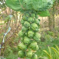 250 Seeds Long Island Improved Brussel Sprouts - Brassica oleracea | Heirloom Variety for Planting, Gardening & Nutritious Harvest