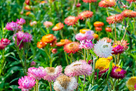 150 Seeds Tom Thumb Mix Strawflower (Helichrysum bracteatum) – Compact Dwarf Variety for Everlasting Blooms